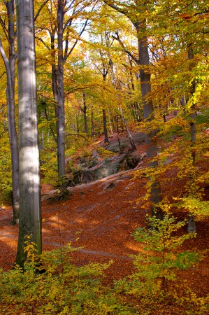 letohradek-a-obora-hvezda